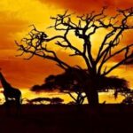 best-travel-agencies-in-africa